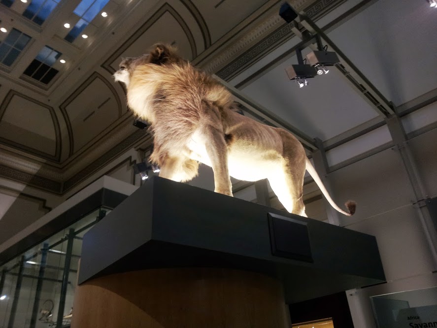 male lion roaring from above
